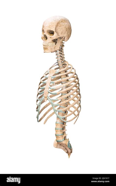 Accurate Three Quarter Anterior Or Front View Of Axial Bones Of Human