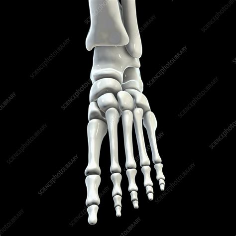 Human Foot Anatomy Illustration Stock Image F0364440 Science