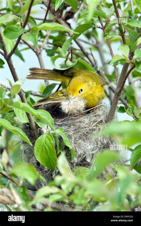 Yellow Warbler Building Nest Vertical Bird Songbird Ornithology