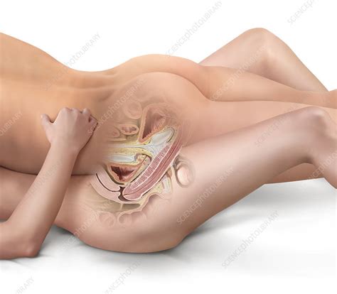 Human Vagina Diagram Erotic Photos Of Naked Girls