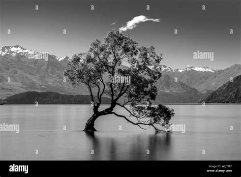 The Iconic ‘lone Tree In The Lake Lake Wanaka Otago Region South