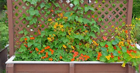 Bildergebnis fur spalier garten gartenspaliere garten pflanzen. Die 3 Besten Pflanzkästen mit Spalier (2021) im Test ...