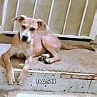 Puppies don't come up a lot in rescue & rehoming, so if you're looking for a puppy, please consider purchasing from a registered and ethical breeder. Great Dane Puppies - Great Dane Rescue and Adoption Near You