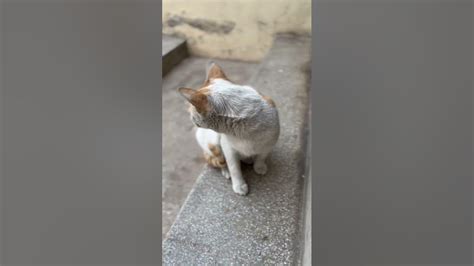 Possibly Pregnant Feral Cat Youtube