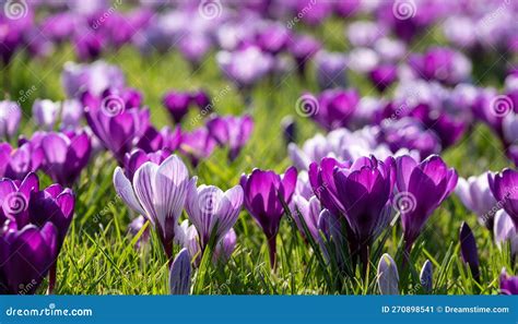 Close Up Of Purple And White Crocuses Photographed In Spring Growing In