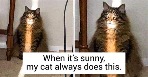 20 Photos Proving That Life With A Cat Is Always Full Of Surprises