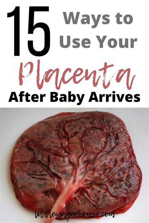 What Is Placenta