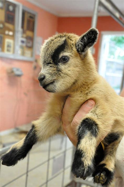 Not Found Baby Goats Baby Goat Image Cute Animals