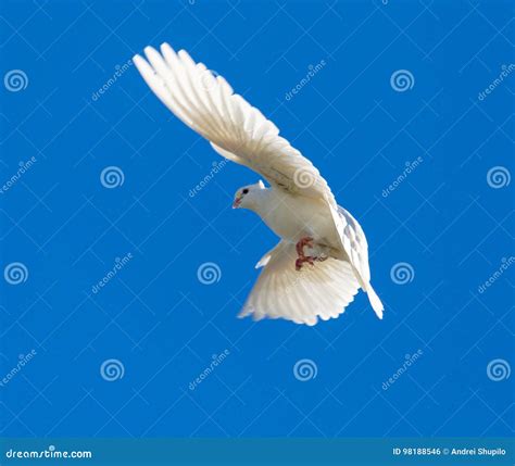 White Dove In Flight Against A Blue Sky Stock Photo Image Of Freedom