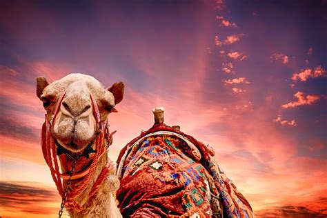 Camel Hd Wallpapers Top Free Camel Hd Backgrounds Wallpaperaccess