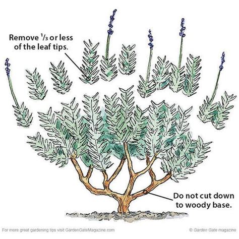 Lavender Pruning Guide How To Grow Lavender A Complete Garden