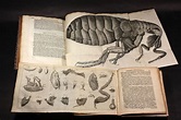 Micrographia by Robert Hooke 18th Century | Rare books, Robert hooke ...