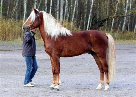 finnhorse breed information history  pictures