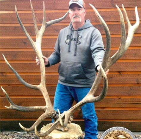 Montana Bull Elk In Running For World Record The Columbian