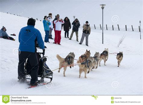A Group Of Sled Dogs During The Training Editorial Image Image Of