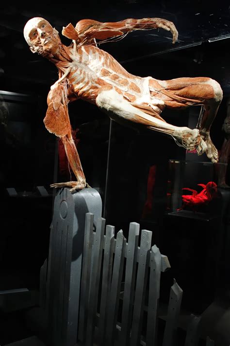 Plastinateds Body At Body Worlds The Happiness Project Images