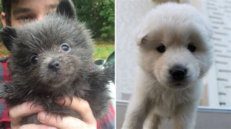 11 of the cutest chubby pups that could get mistaken for teddy bears youtube