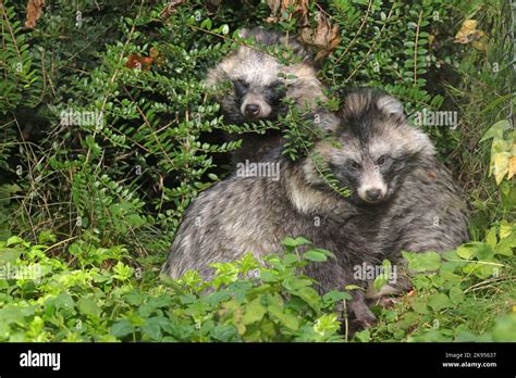 Raccoon Dog Nyctereutes Procyonoides Two Raccoon Dogs Sit In Thicket