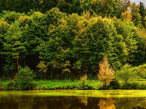 Fondos De Pantalla Alemania Parque Ríos Stuttgart árboles Naturaleza