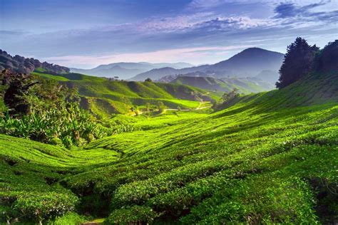 Best Routes Through The Cameron Highlands Insight Guides Blog