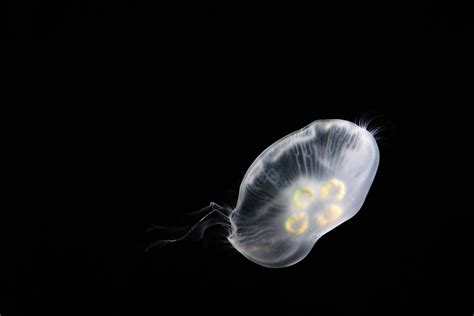 Free Images Ocean Light Animal Jellyfish Aquatic Floating