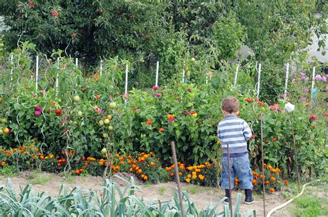 Un Potager Nourricier Nous Vous Guidons Pour Concevoir Votre Potager Idéal