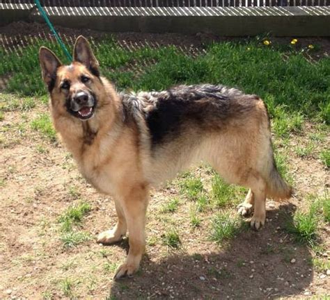 Dancer Available German Shepherd Dog At Shepherds Hope Rescue