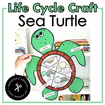 Sea Turtle Life Cycle Craft Sea Turtle Life Cycle Life Cycle Craft