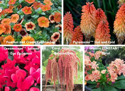 Coral Flowers In The Garden Garden Design Gardening Blooming Secrets