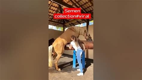 Horse Semen Collection Horseviralshortsyoutubeshorts Shorts Youtube