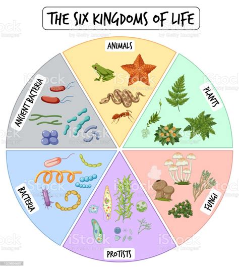 Information Poster Of Six Kingdoms Of Life Stock Illustration Download Image Now