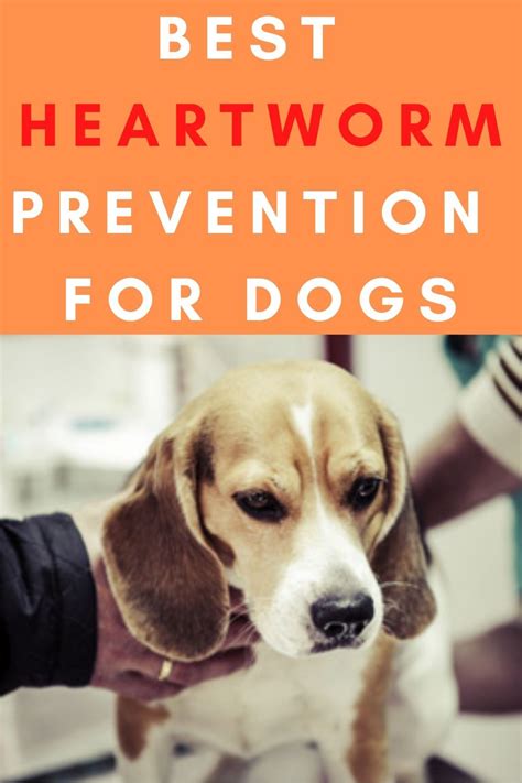 Heartworm disease in cats is very different from heartworm disease in dogs. Best Heartworm Prevention and Treatments for Dogs in 2020