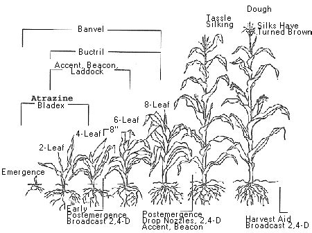 Corn Growth Stages Table