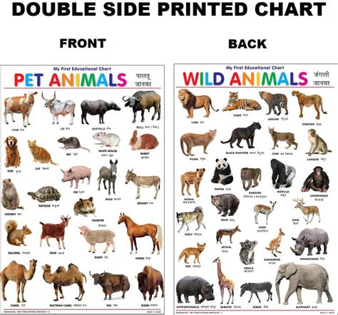 Both Side Printed Pet And Wild Animals Charts For Kids Learn About