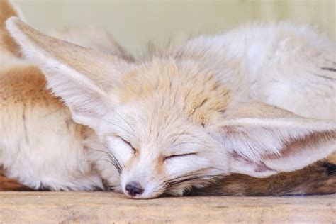 Fennec Fox Vulpes Zerda Wildlife Animal Stock Image Image Of Wild