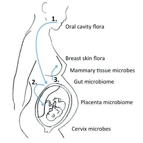 Schematic Of The Microbiome Journey Between Mother And Fetus 1 Oral