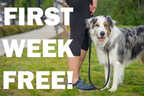 First Week Free From Sniff Seattle Dog Walkers