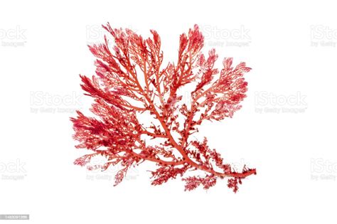 Rhodophyta Red Algae Branch Isolated On White Stock Photo Download