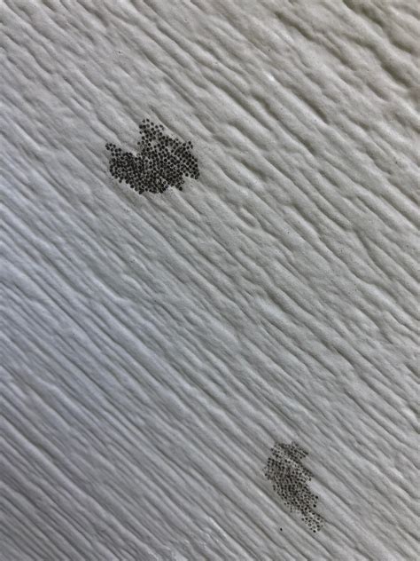 I Have These Tiny Black Dots All Over The Siding Of My House I Havent