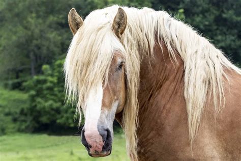 Horse breed: Belgian Draught