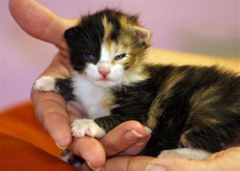 Raising Newborn Kittens Tips For Surrogate Cat Mothers Newborn