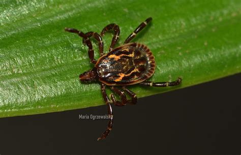 Tick Amblyomma Ovale Koch 1844 Acari Ixodidae Male Flickr