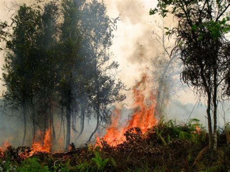 Kebakaran Hutan Termasuk Jenis Bencana Homecare24
