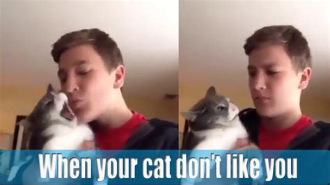 When Your Cat Doesnt Like You Youtube