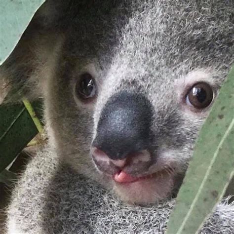 How Would You Caption This🐨 Tag A Koala Lover 😙 Follow Us Koalas
