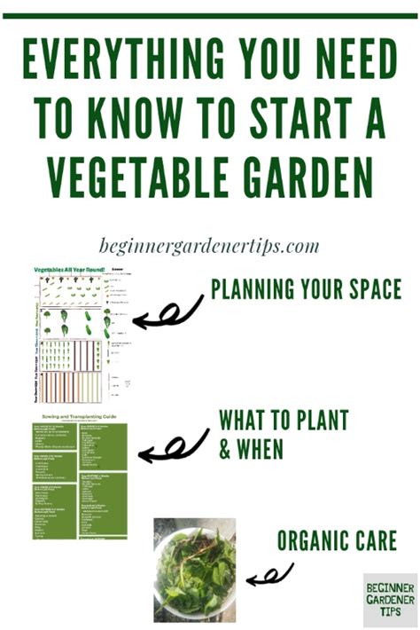 Then, hose down the area to dampen it thoroughly. How To Start A Vegetable Garden For Beginners? - Beginner ...