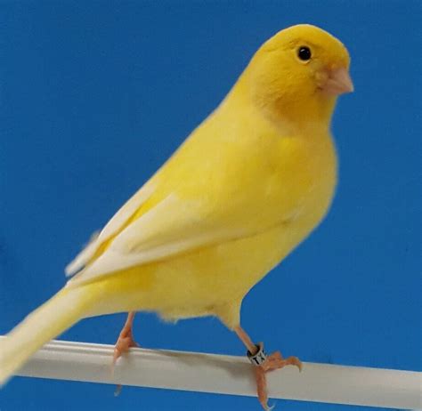 Canary Birds For Sale Eagle Pass Tx 201497 Petzlover