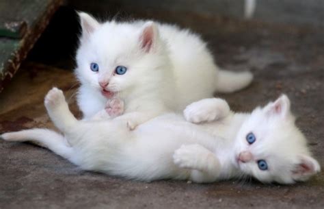 Chat Angora Les Animaux En Turquie Toutelaturquie Visite Guidée