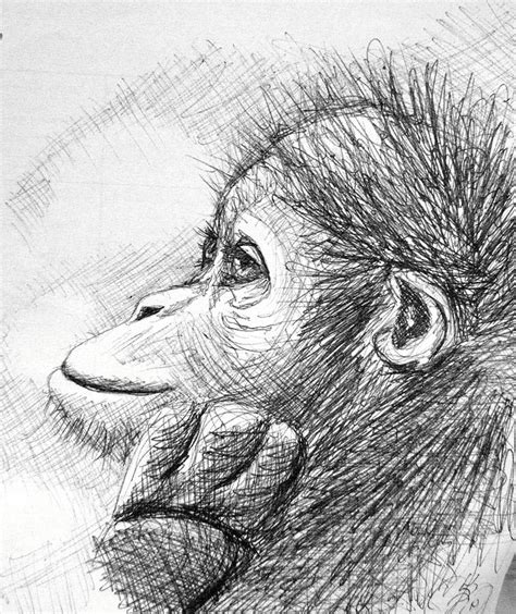 Monkey Sketch Drawing By Scarlett Royale Pixels