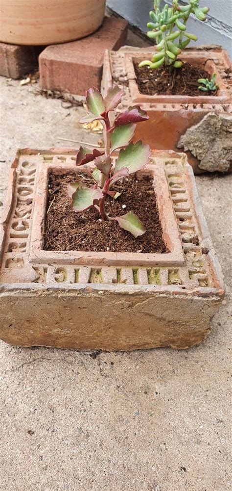Reclaimed Brick Repurposed As A Succulent Planter Succulent Planter